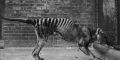Tasmanian Tiger Extinct