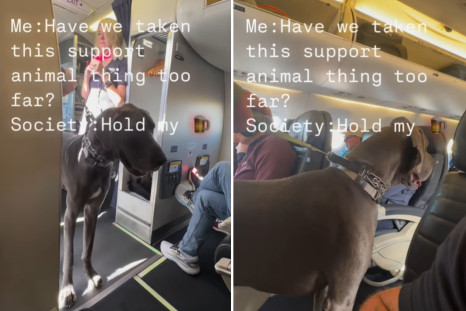 great dane on flight