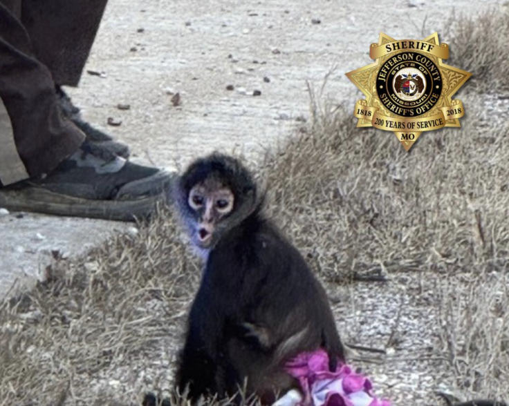 Monkey escape