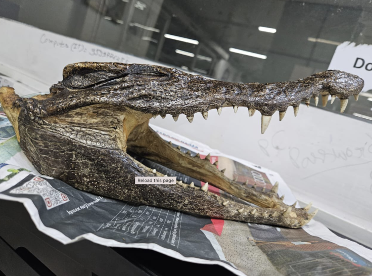 crocodile skull