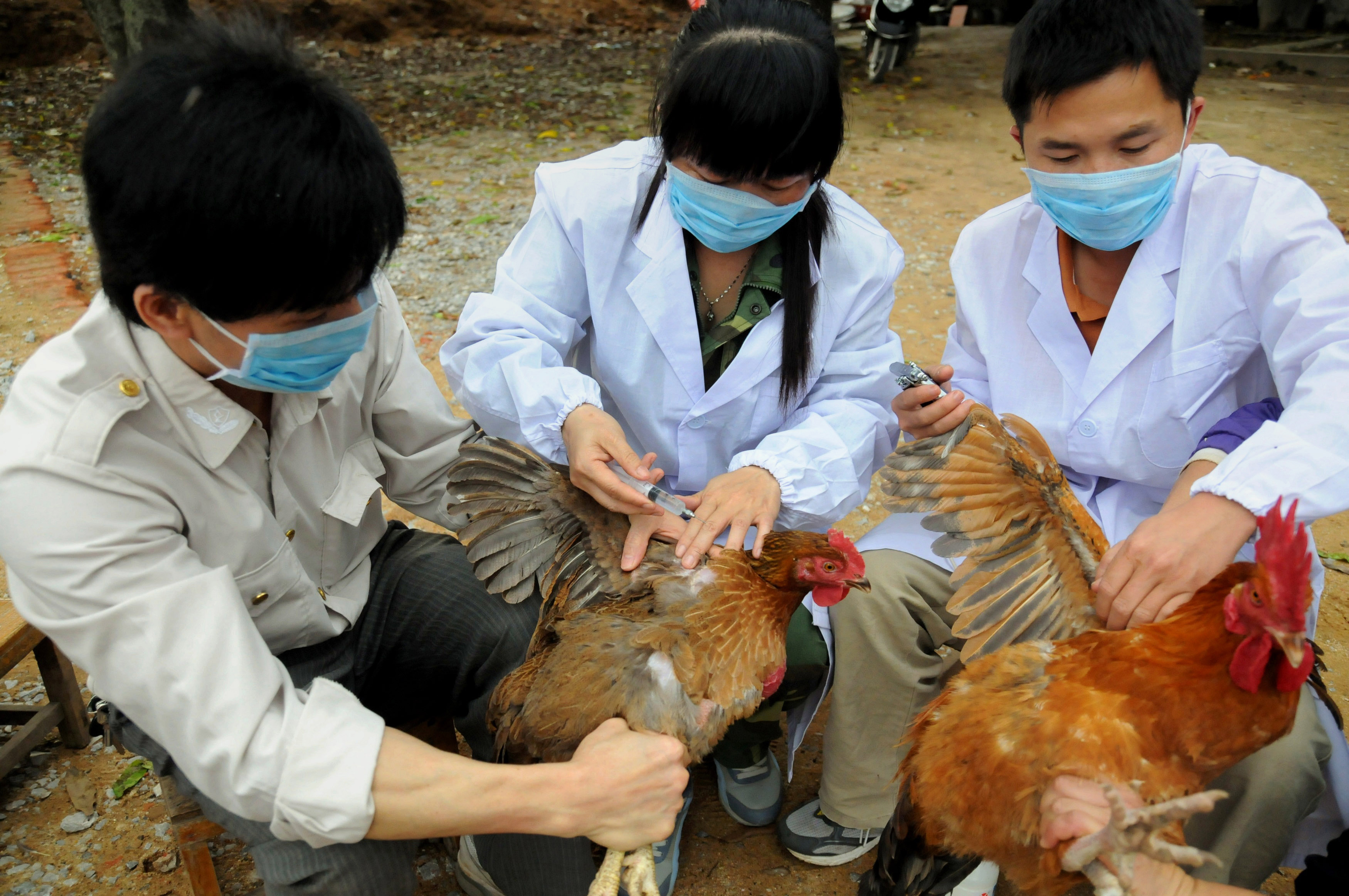 Arizona Farmer Wants to Vaccinate His Chickens Against Bird Flu 