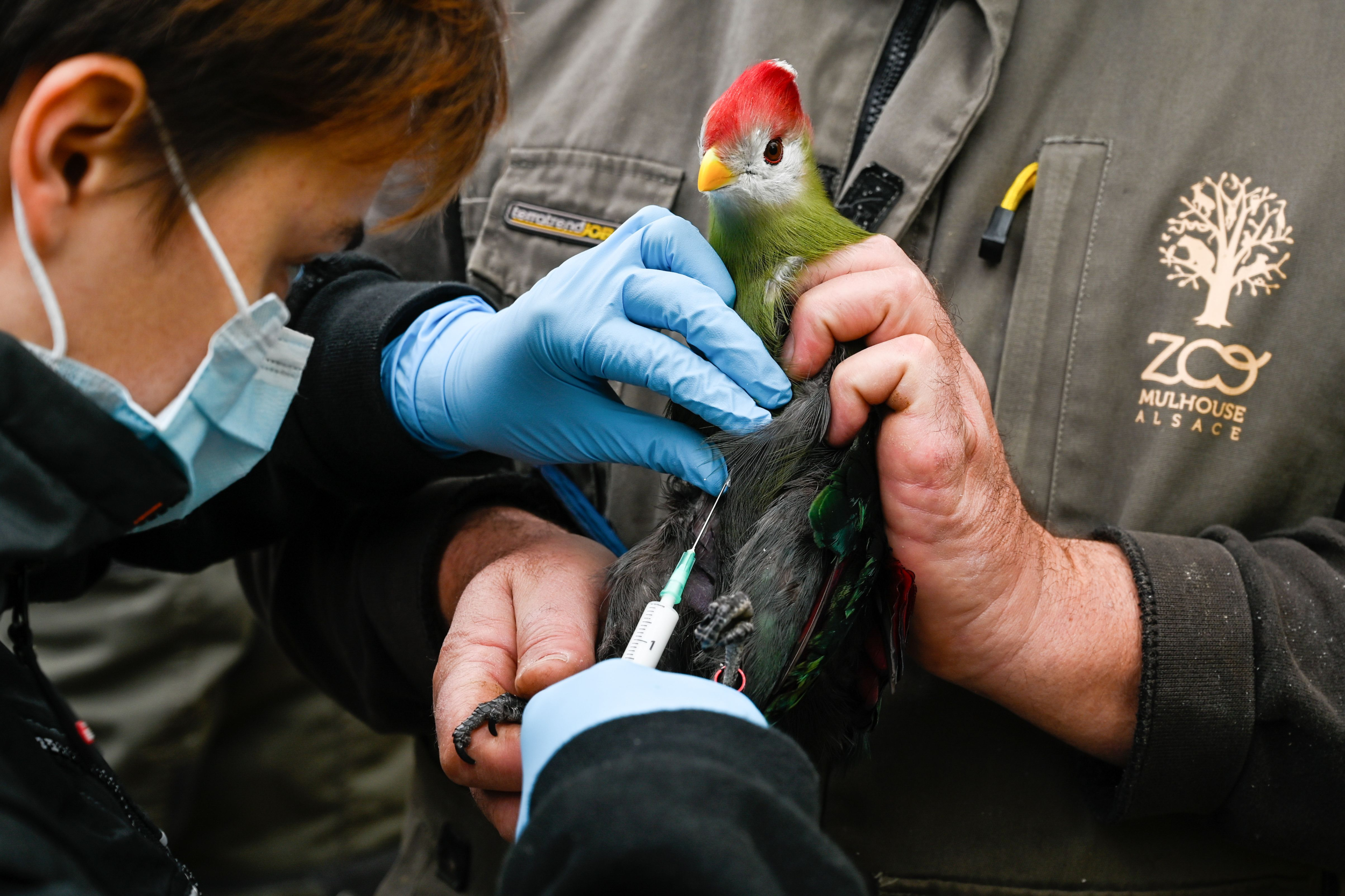 Arizona Farmer Wants to Vaccinate His Chickens Against Bird Flu 