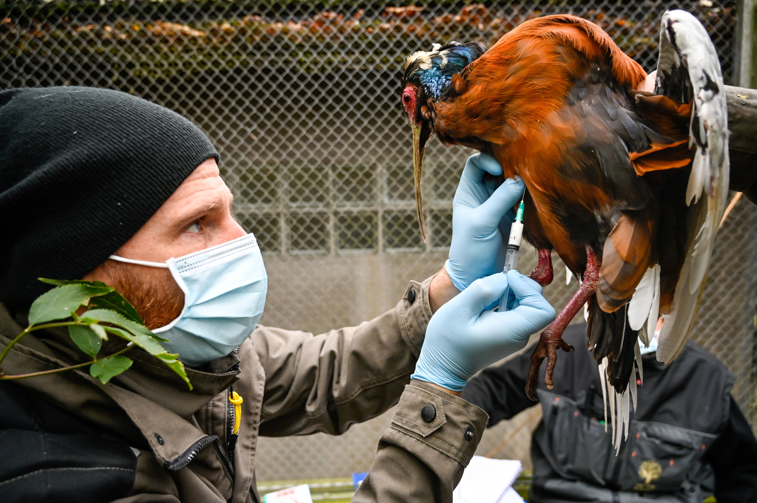 Arizona Farmer Wants to Vaccinate His Chickens Against Bird Flu 