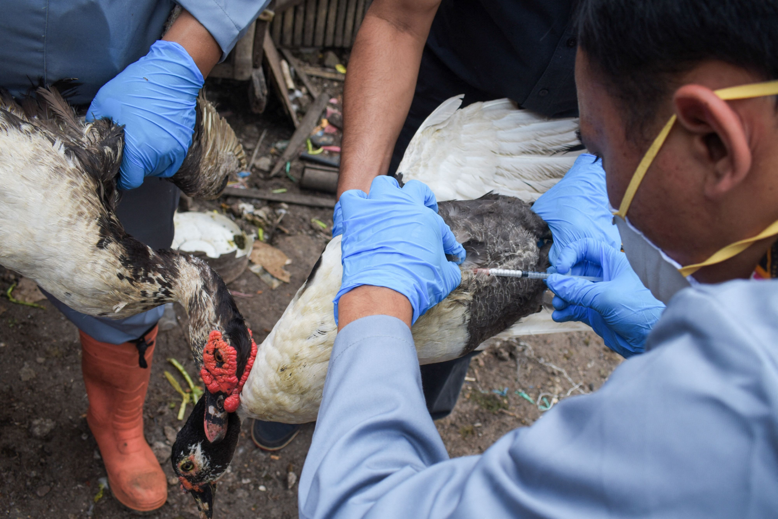 Arizona Farmer Wants to Vaccinate His Chickens Against Bird Flu 