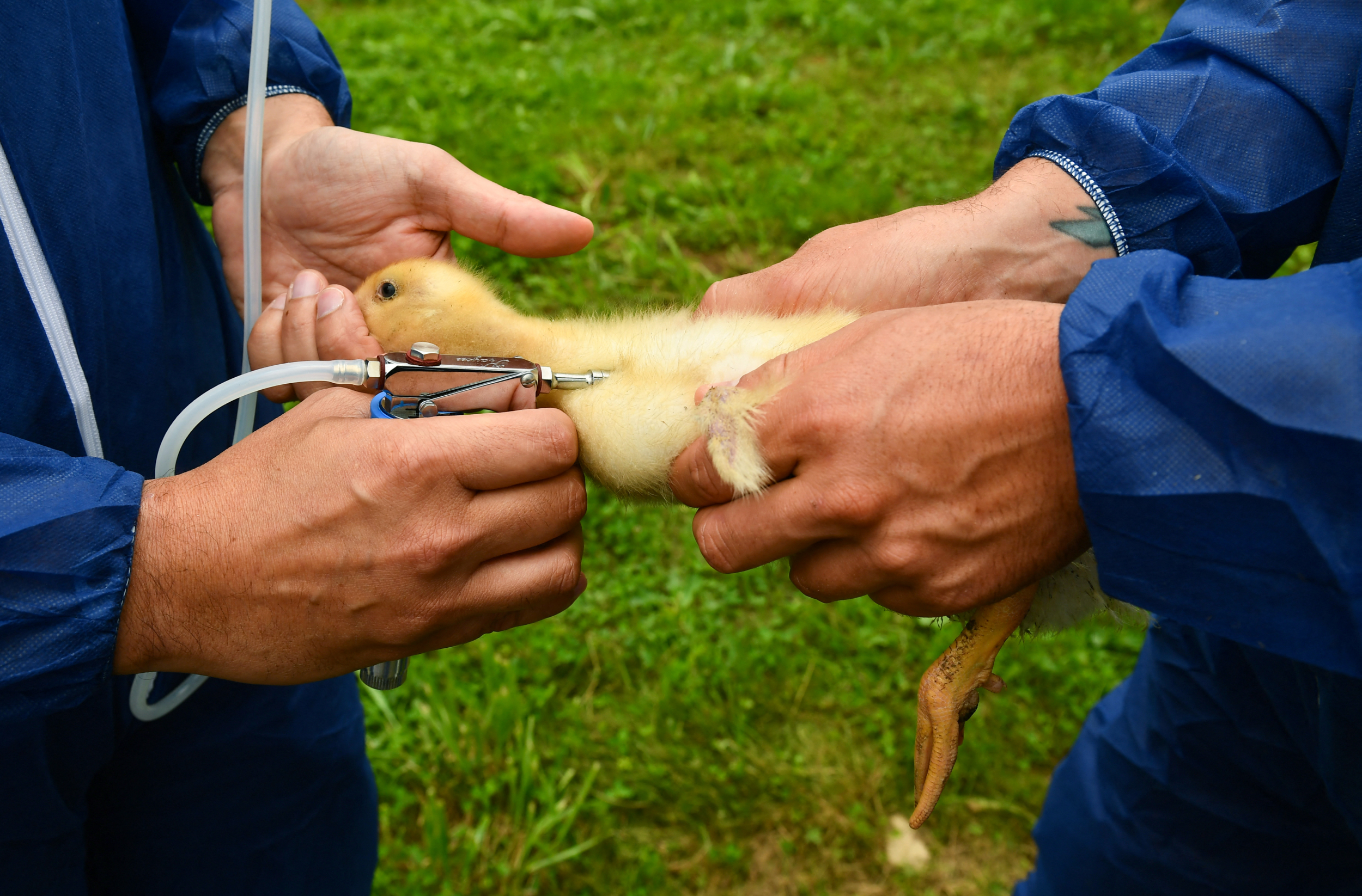 Arizona Farmer Wants to Vaccinate His Chickens Against Bird Flu 