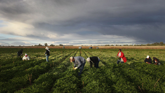 Undocumented farmers