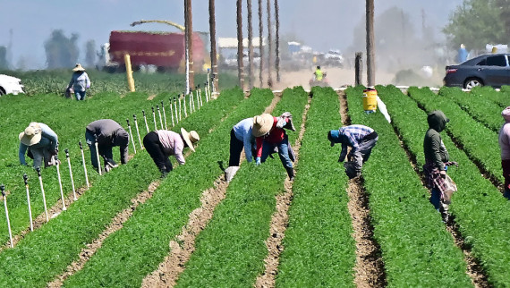 Farm workers labor in the fields of Bakersfield, Kern County