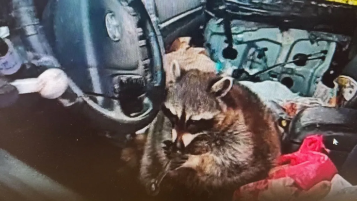 raccoon meth pipe