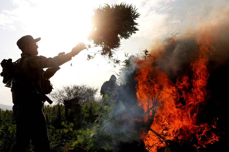 Burning Marijuana_05092025_1