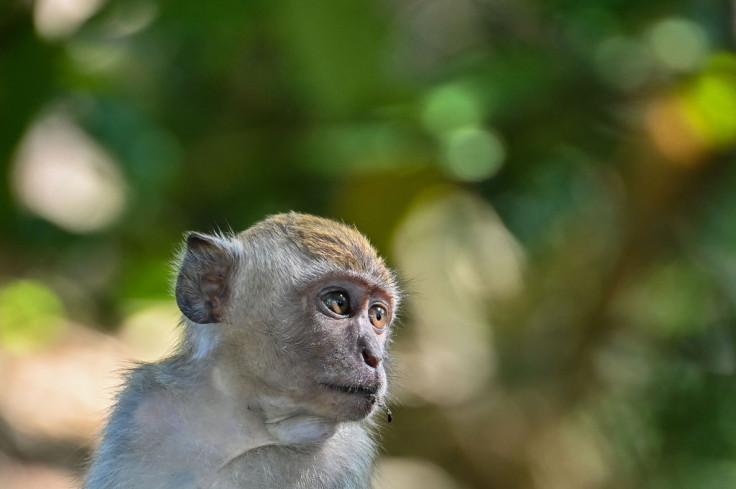 monkey