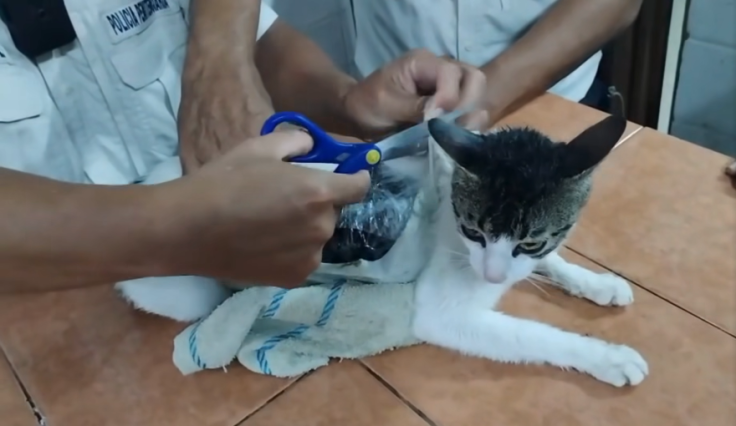 narco cat