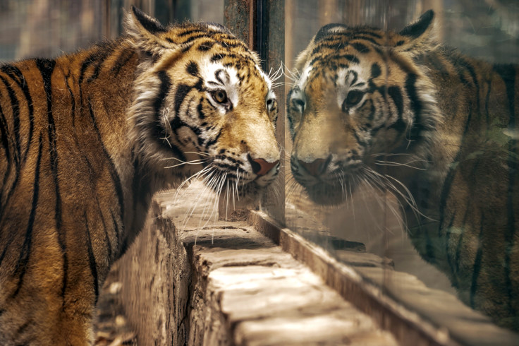 culiacan animals