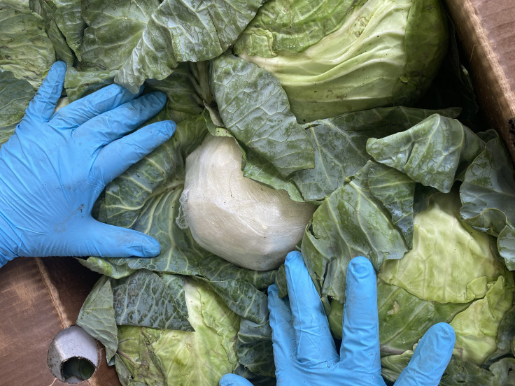 Cabbage