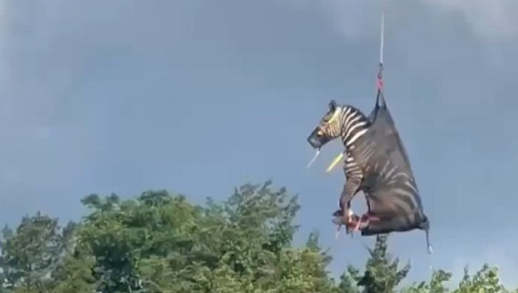 ed the zebra