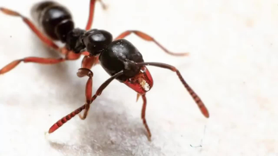 Invasive Asian Needle Ants With Dangerous Sting Spreading Rapidly Across U.S.