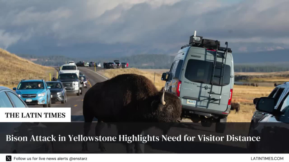 Bison Attack in Yellowstone Highlights Need for Visitor Distance