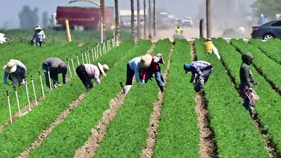 ICE and Border Patrol Raid Ventura County Farms, Sparking Fear Among Workers