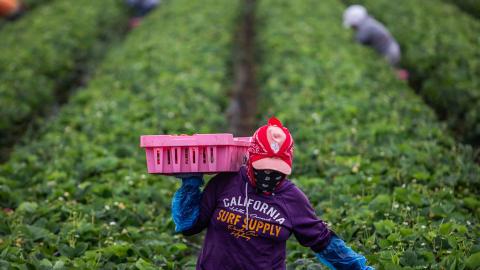 A farmworker works in a strawberry field in California