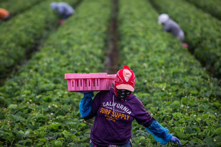 A farmworker works in a strawberry field in California