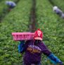 A farmworker works in a strawberry field in California