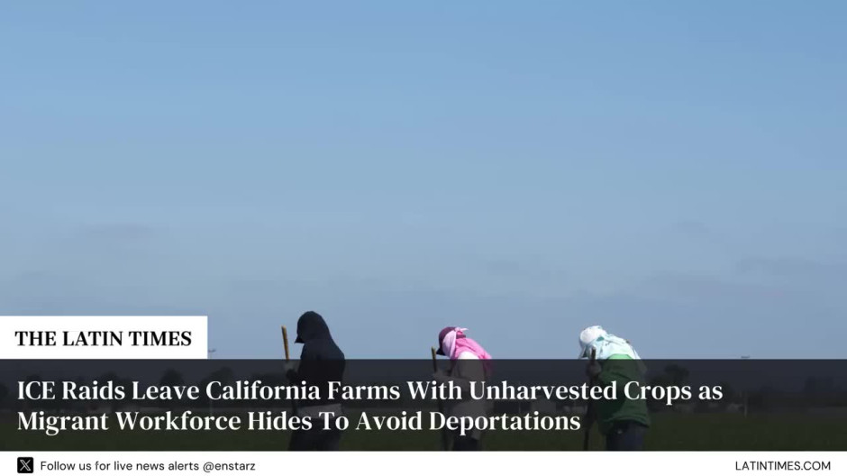 ICE Raids Leave California Farms With Unharvested Crops as Migrant Workforce Hides To Avoid Deportations