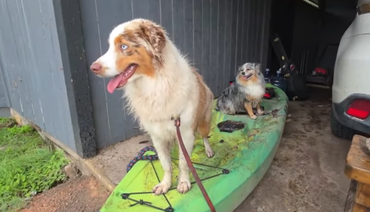 Diana Smith's dogs