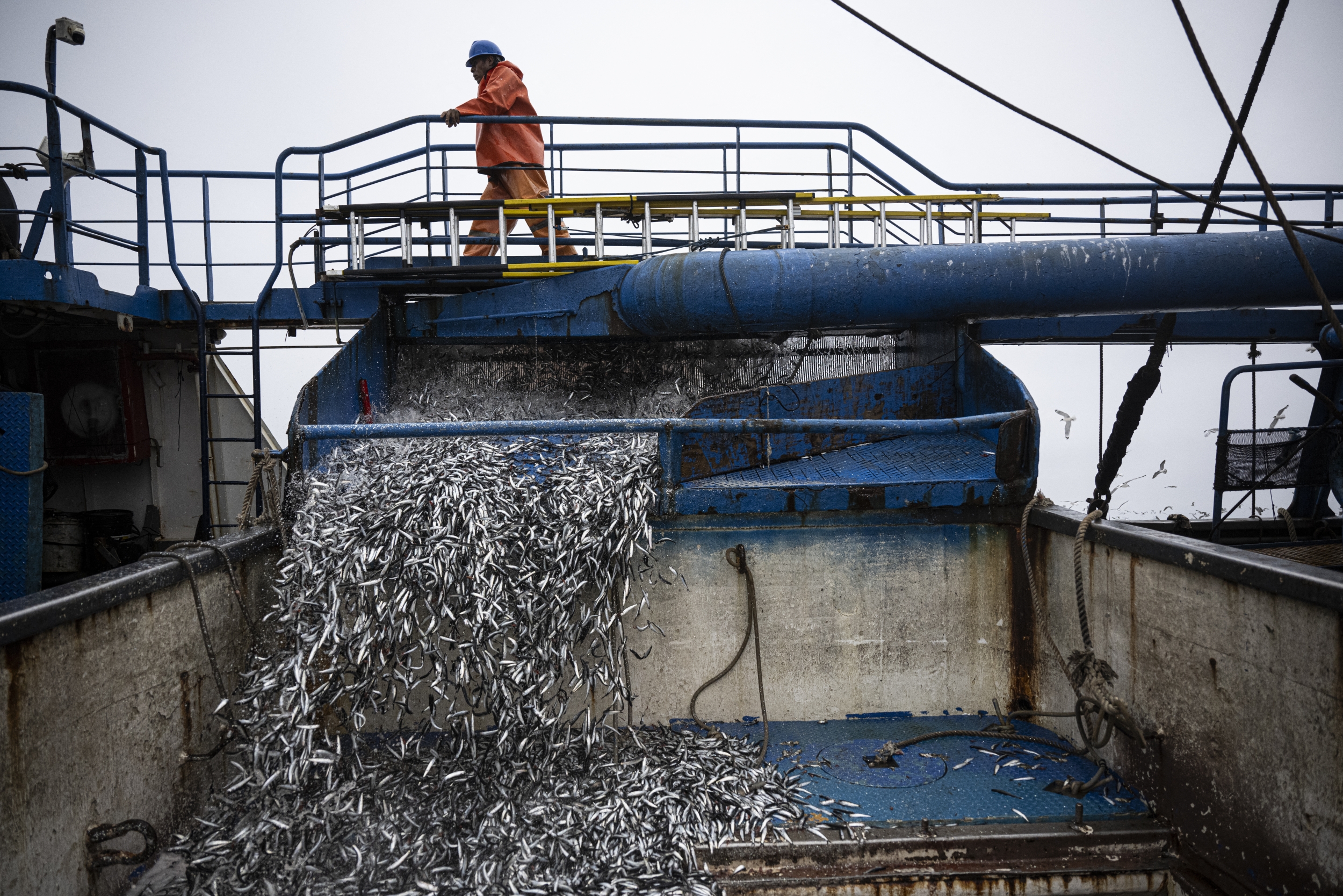 El Niño Hits Peru and Chile, Threatening Fishmeal Supplies and Raising ...