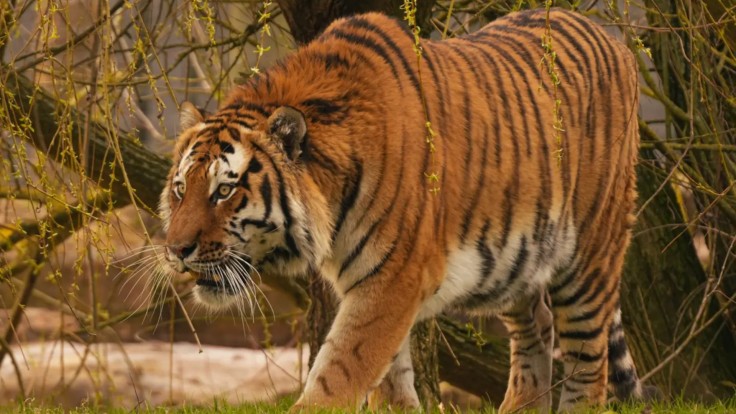 YORKSHIRE WILDLIFE PARK HAS WELCOMED A NEW AMUR TIGER!