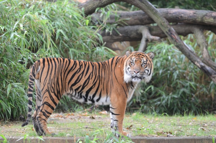 AMUR TIGER