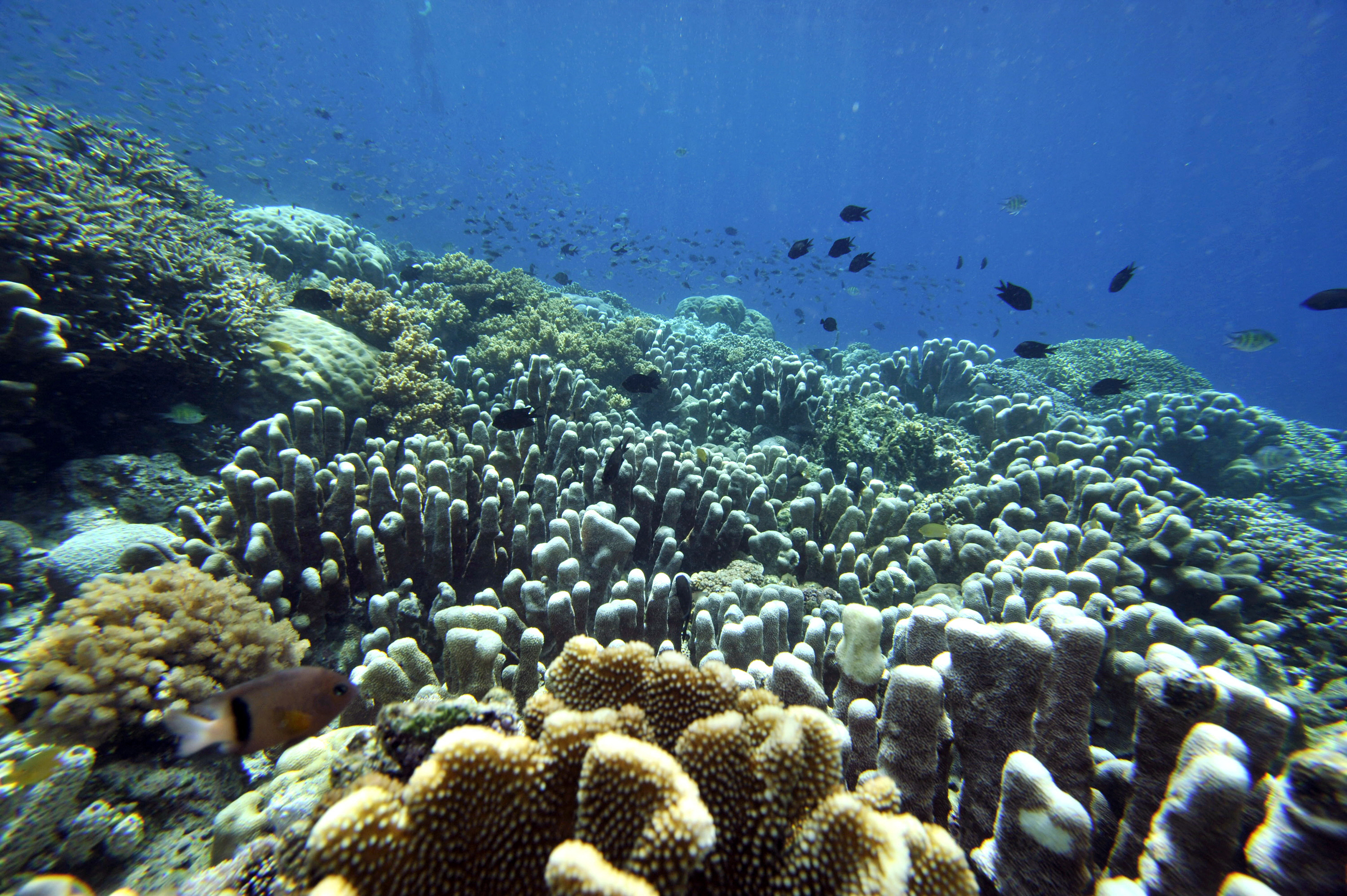 Peru's kelp is back — and so are the fish. Inside Latin America's reef revival.