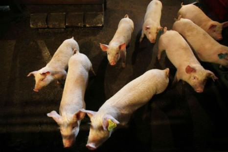 Pig parasite may help treat autoimmune disorders