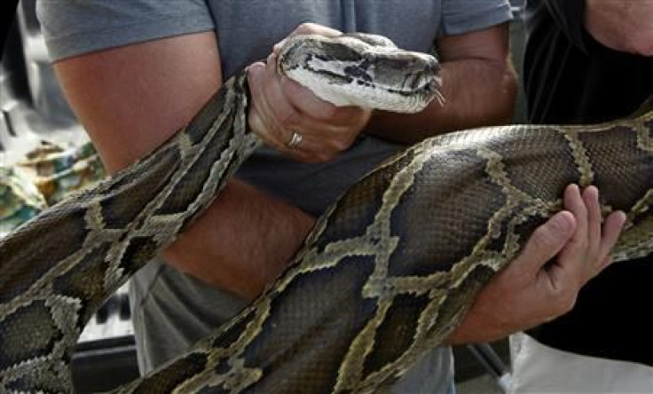 Florida Pythons