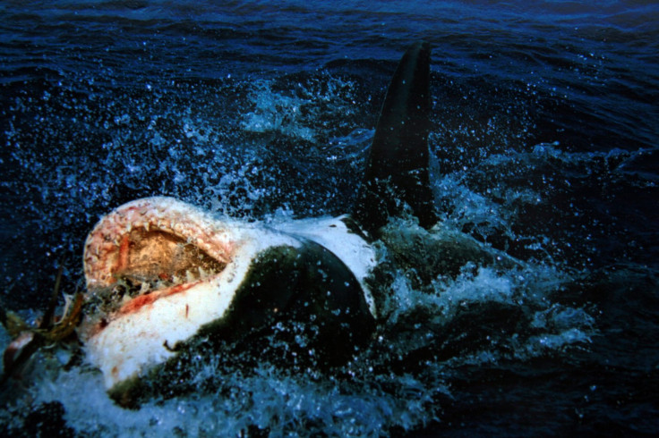 Great White Shark California